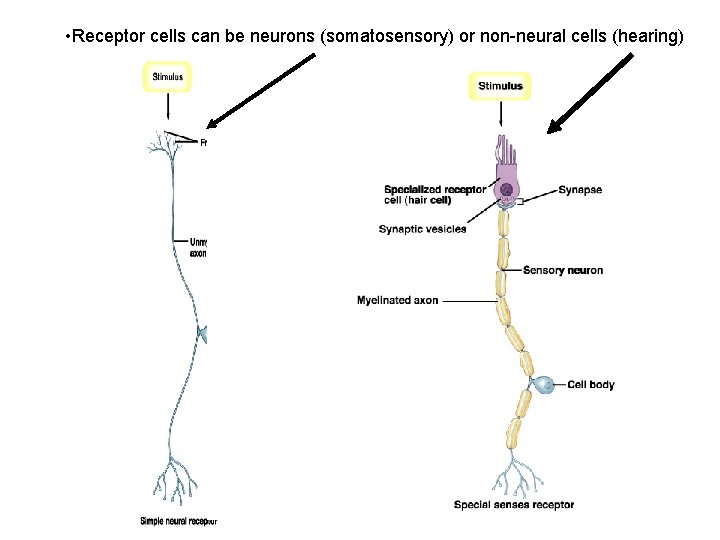  • Receptor cells can be neurons (somatosensory) or non-neural cells (hearing) 