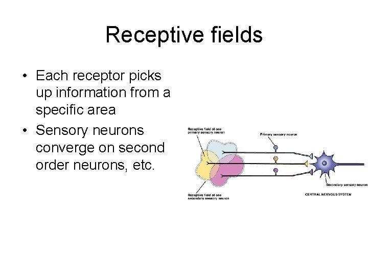 Receptive fields • Each receptor picks up information from a specific area • Sensory