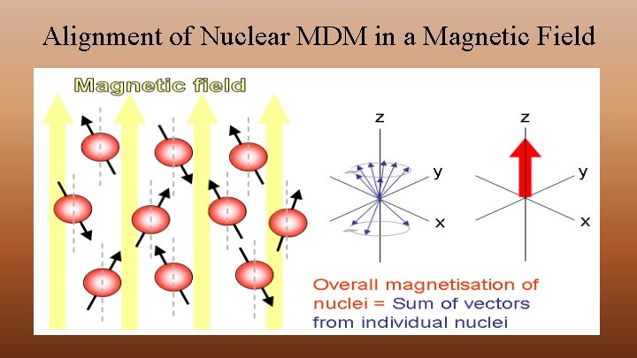 Alignment of Nuclear MDM in a Magnetic Field 