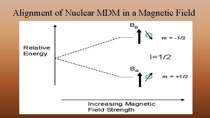 Alignment of Nuclear MDM in a Magnetic Field 