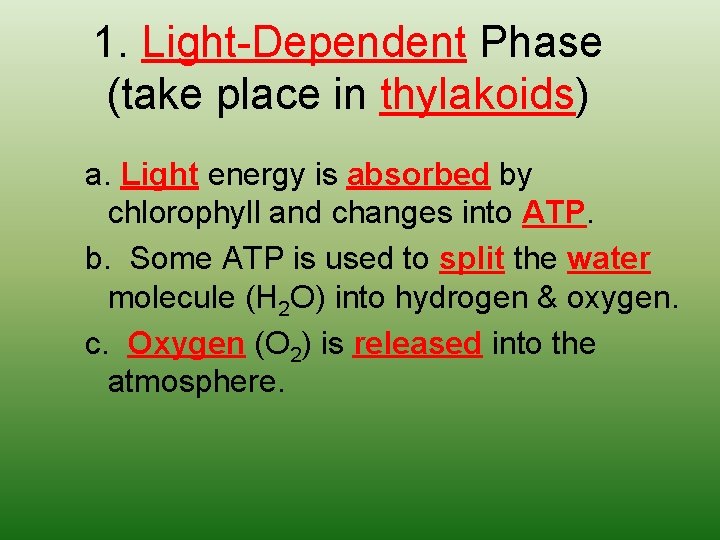 1. Light-Dependent Phase (take place in thylakoids) a. Light energy is absorbed by chlorophyll