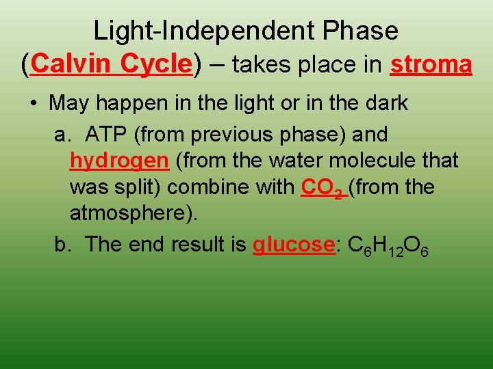 Light-Independent Phase (Calvin Cycle) – takes place in stroma • May happen in the