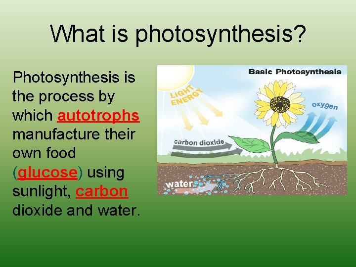 What is photosynthesis? Photosynthesis is the process by which autotrophs manufacture their own food