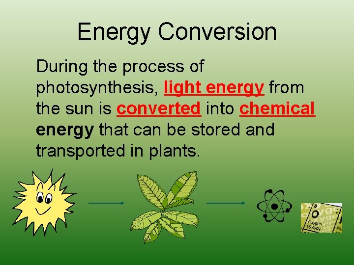 Energy Conversion During the process of photosynthesis, light energy from the sun is converted