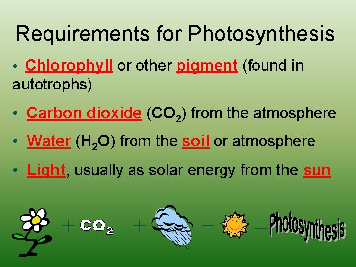 Requirements for Photosynthesis • Chlorophyll or other pigment (found in autotrophs) • Carbon dioxide