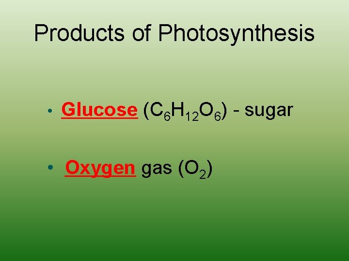 Products of Photosynthesis • Glucose (C 6 H 12 O 6) - sugar •