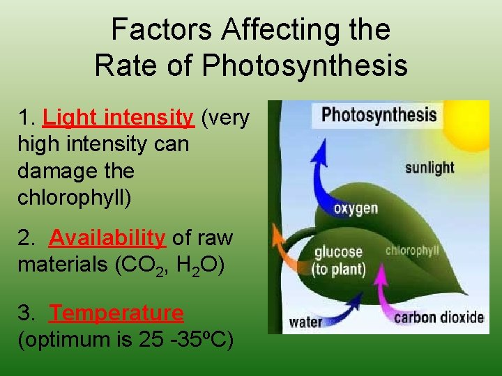 Factors Affecting the Rate of Photosynthesis 1. Light intensity (very high intensity can damage