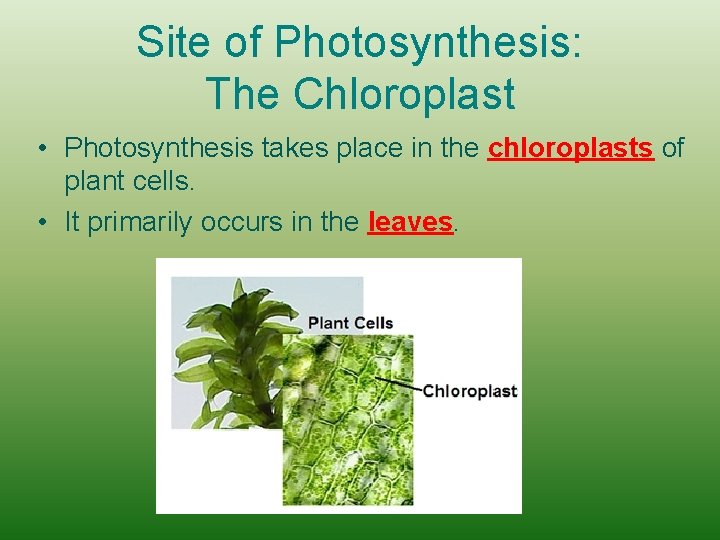 Site of Photosynthesis: The Chloroplast • Photosynthesis takes place in the chloroplasts of plant