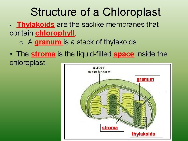 Structure of a Chloroplast Thylakoids are the saclike membranes that contain chlorophyll. o A