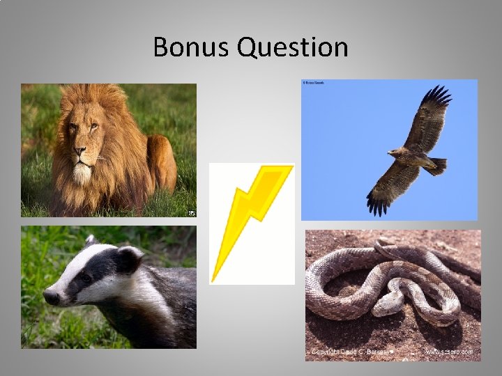 Bonus Question 