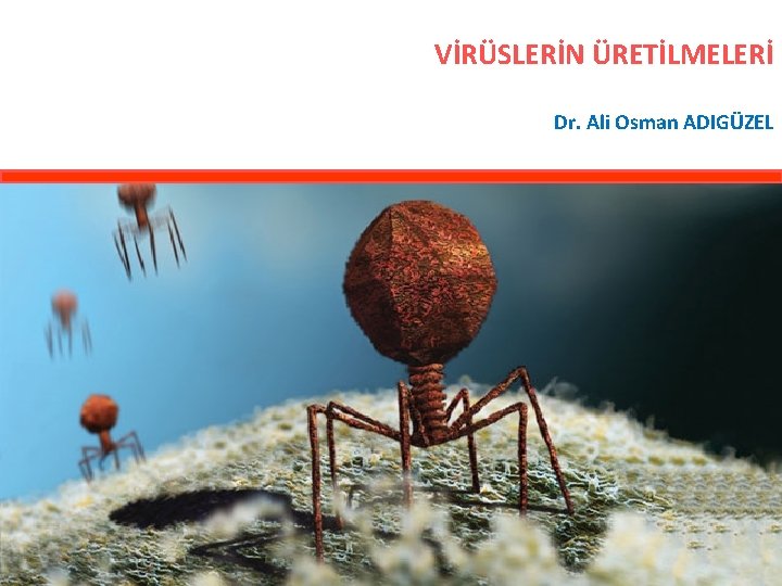 VİRÜSLERİN ÜRETİLMELERİ Dr. Ali Osman ADIGÜZEL 