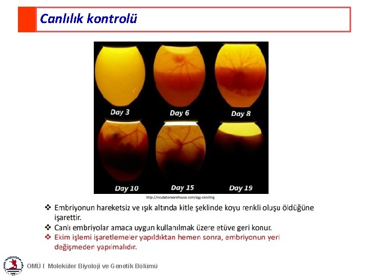 Canlılık kontrolü OMÜ I Moleküler Biyoloji ve Genetik Bölümü 