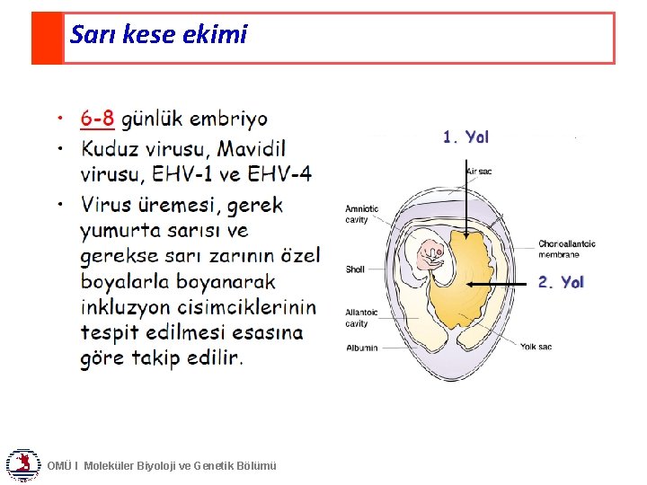 Sarı kese ekimi OMÜ I Moleküler Biyoloji ve Genetik Bölümü 