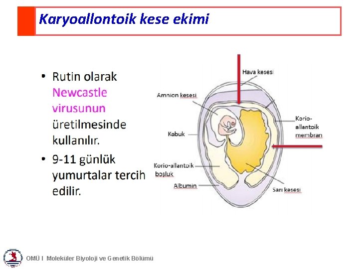 Karyoallontoik kese ekimi OMÜ I Moleküler Biyoloji ve Genetik Bölümü 