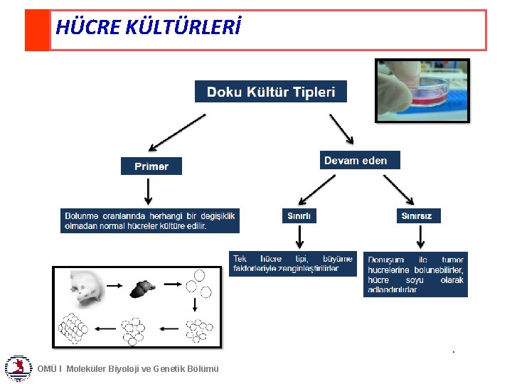 HÜCRE KÜLTÜRLERİ OMÜ I Moleküler Biyoloji ve Genetik Bölümü 