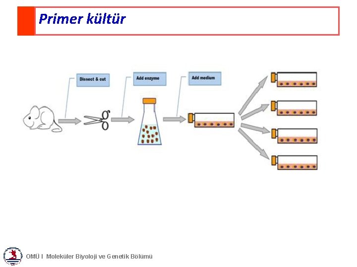 Primer kültür OMÜ I Moleküler Biyoloji ve Genetik Bölümü 