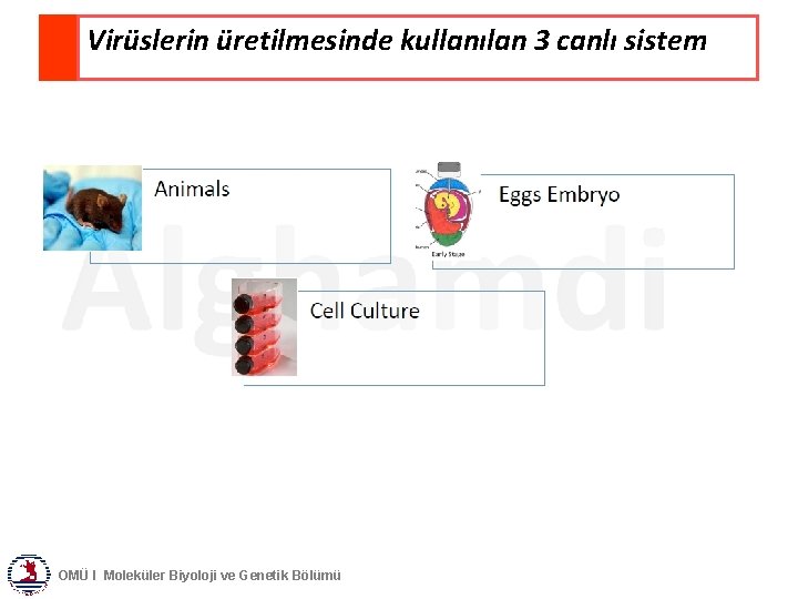 Virüslerin üretilmesinde kullanılan 3 canlı sistem OMÜ I Moleküler Biyoloji ve Genetik Bölümü 