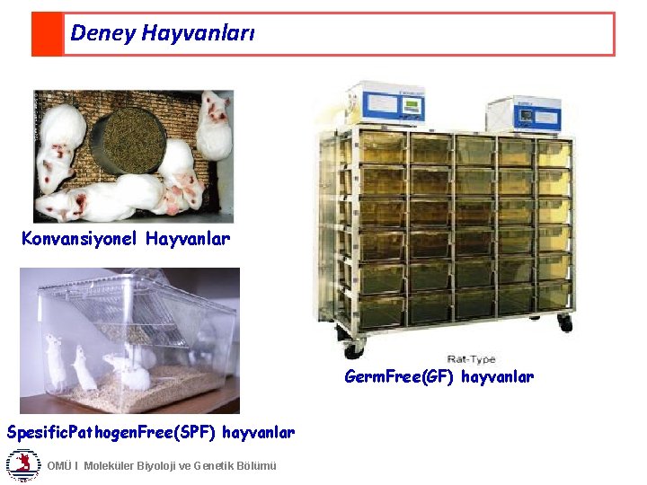 Deney Hayvanları Konvansiyonel Hayvanlar Germ. Free(GF) hayvanlar Spesific. Pathogen. Free(SPF) hayvanlar OMÜ I Moleküler