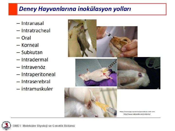 Deney Hayvanlarına inokülasyon yolları OMÜ I Moleküler Biyoloji ve Genetik Bölümü 