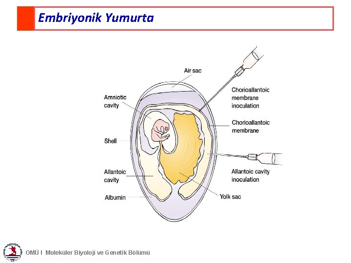 Embriyonik Yumurta OMÜ I Moleküler Biyoloji ve Genetik Bölümü 