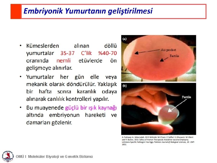 Embriyonik Yumurtanın geliştirilmesi OMÜ I Moleküler Biyoloji ve Genetik Bölümü 