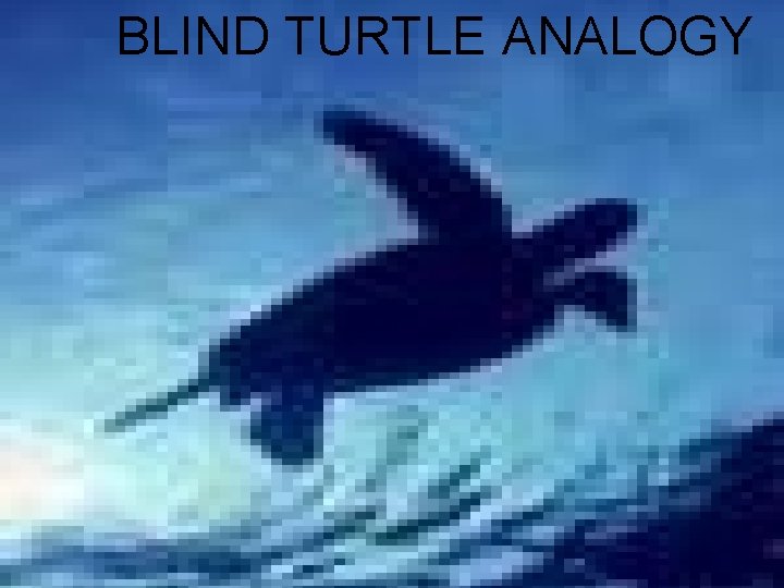 BLIND TURTLE ANALOGY 