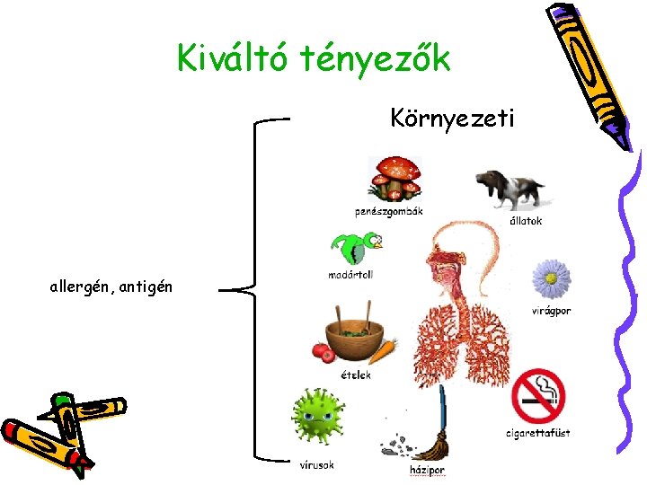 Kiváltó tényezők Környezeti allergén, antigén 