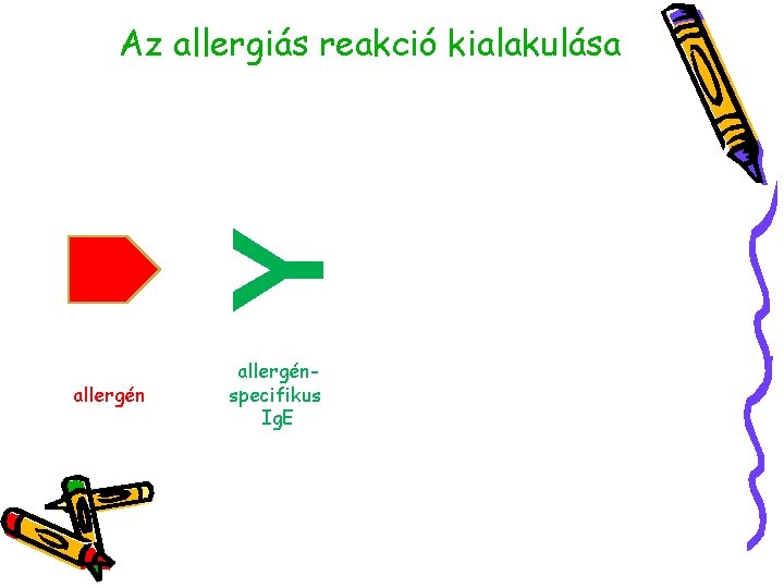 Y Az allergiás reakció kialakulása allergénspecifikus Ig. E 