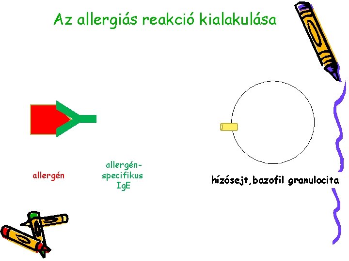 Y Az allergiás reakció kialakulása allergénspecifikus Ig. E hízósejt, bazofil granulocita 