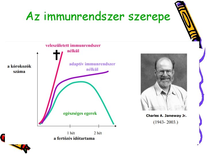 Az immunrendszerepe 