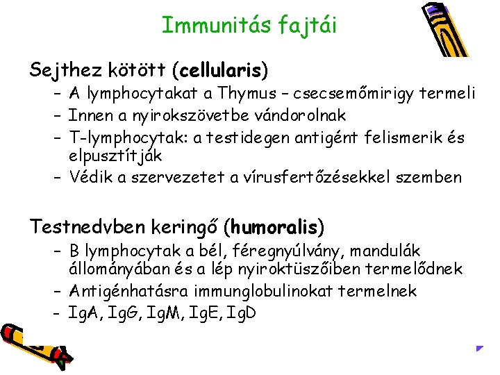 Immunitás fajtái Sejthez kötött (cellularis) – A lymphocytakat a Thymus – csecsemőmirigy termeli –