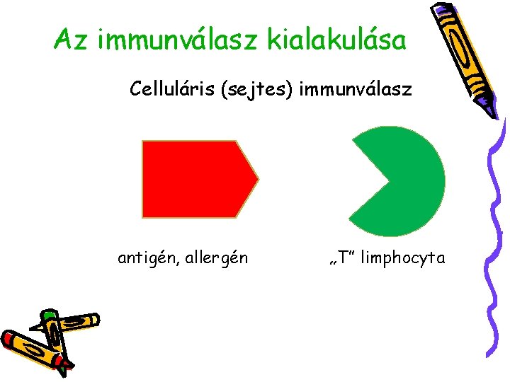 Az immunválasz kialakulása Celluláris (sejtes) immunválasz antigén, allergén „T” limphocyta 