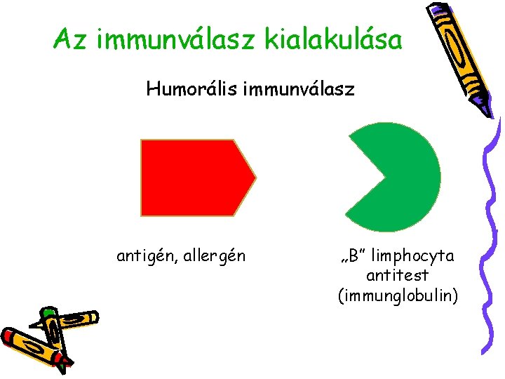 Az immunválasz kialakulása Humorális immunválasz antigén, allergén „B” limphocyta antitest (immunglobulin) 