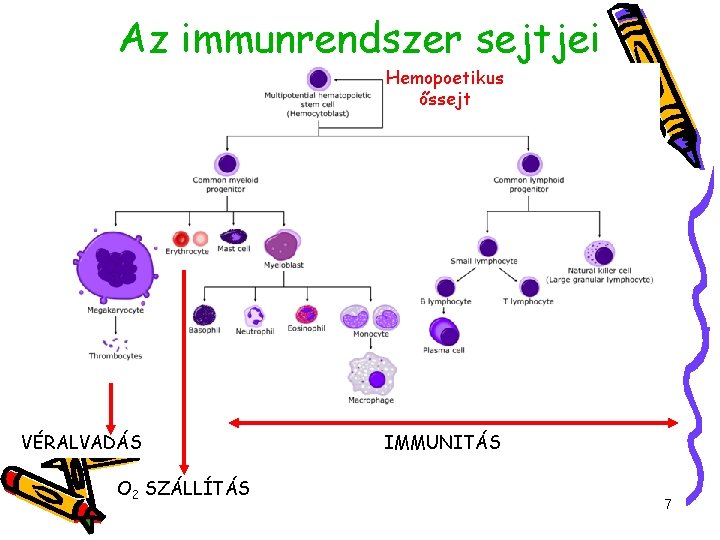 Az immunrendszer sejtjei Hemopoetikus őssejt VÉRALVADÁS O 2 SZÁLLÍTÁS IMMUNITÁS 7 