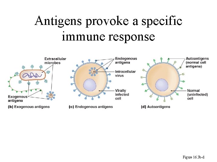 Antigens provoke a specific immune response Figure 16. 3 b-d 