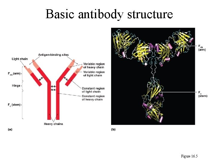 Basic antibody structure Figure 16. 5 