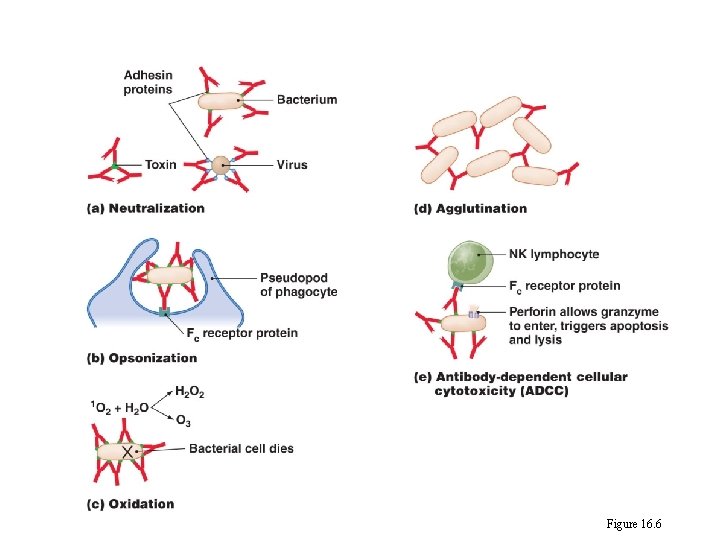 Four functions of antibodies Figure 16. 6 