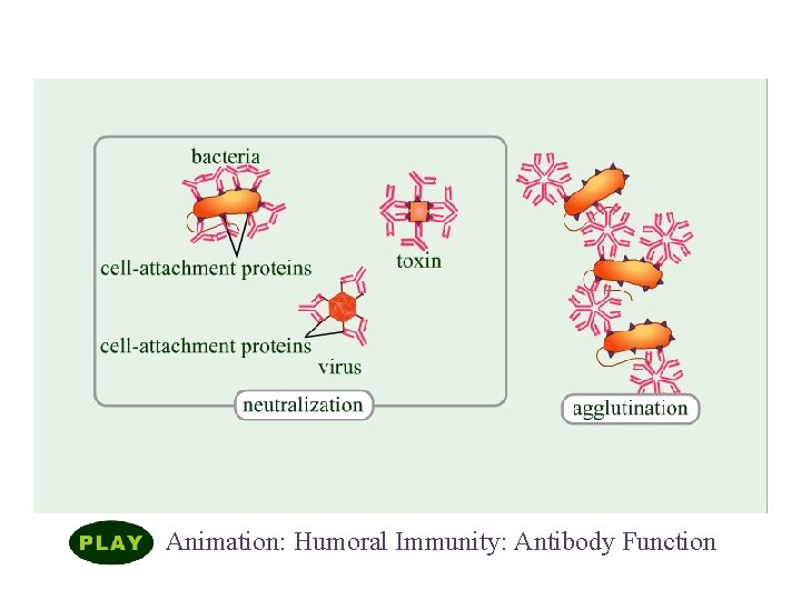 Elements of Adaptive Immunity Animation: Humoral Immunity: Antibody Function 