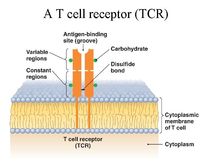 A T cell receptor (TCR) Figure 16. 7 
