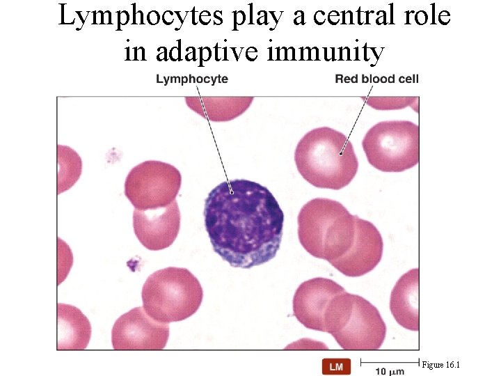 Lymphocytes play a central role in adaptive immunity Figure 16. 1 