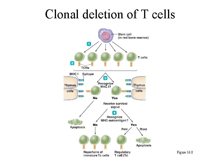 Clonal deletion of T cells Figure 16. 8 