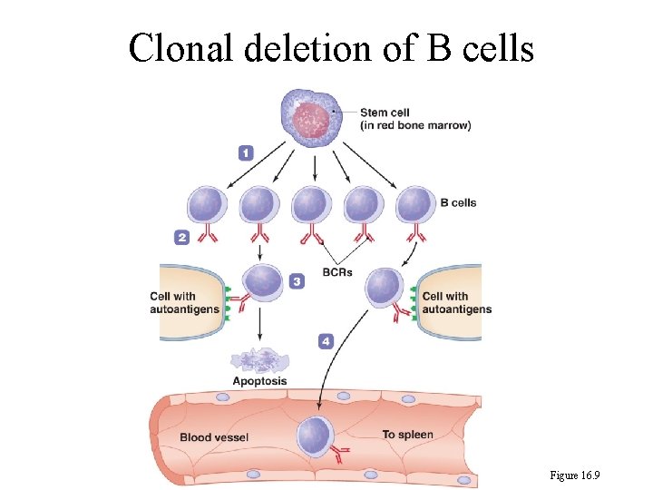 Clonal deletion of B cells Figure 16. 9 