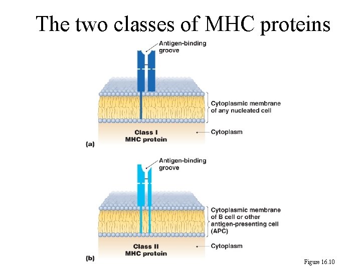 The two classes of MHC proteins Figure 16. 10 