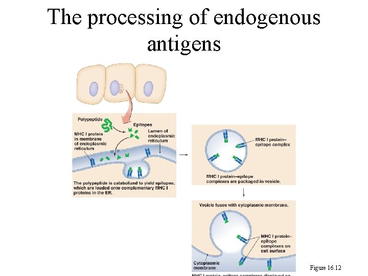 The processing of endogenous antigens Figure 16. 12 