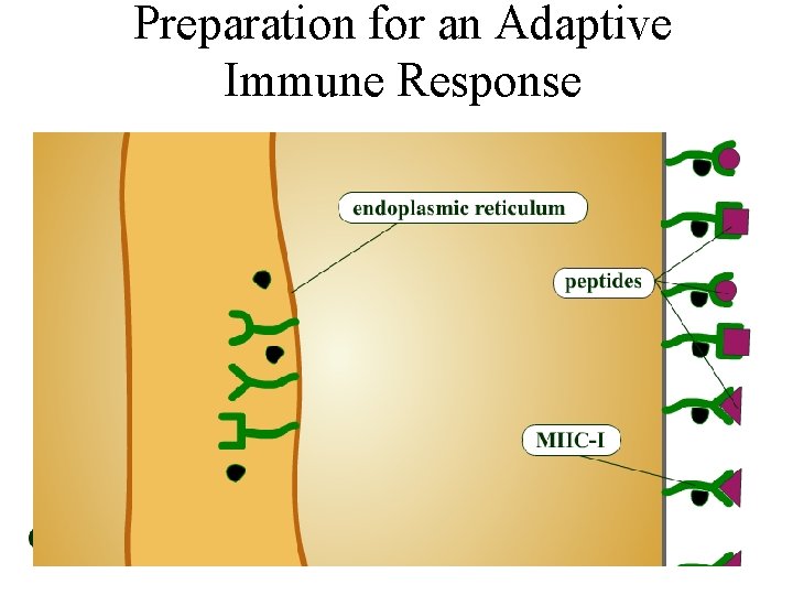 Preparation for an Adaptive Immune Response Animation: Antigen Processing and Presentation: Steps 