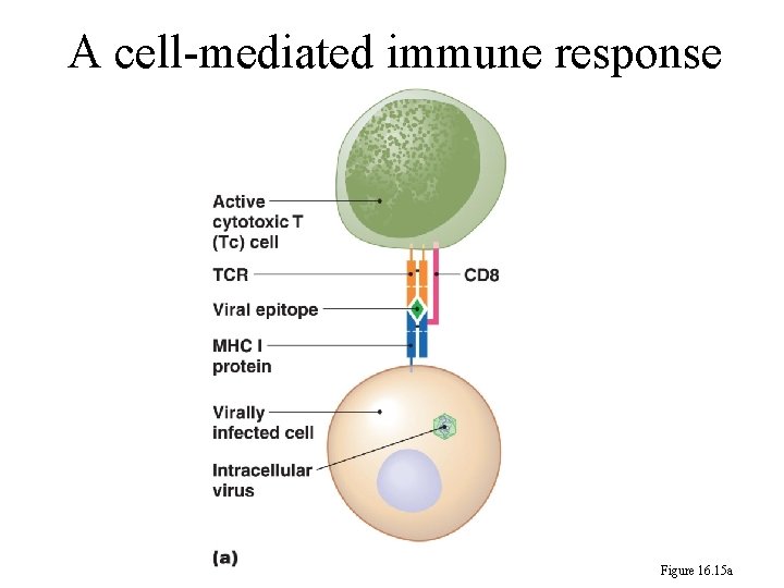 A cell-mediated immune response Figure 16. 15 a 