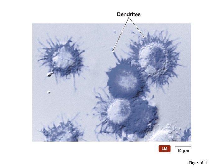 Dendritic cells Figure 16. 11 