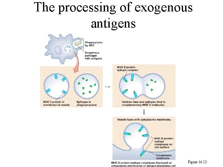 The processing of exogenous antigens Figure 16. 13 