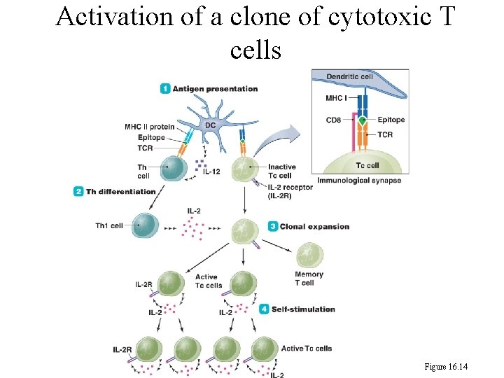 Activation of a clone of cytotoxic T cells Figure 16. 14 