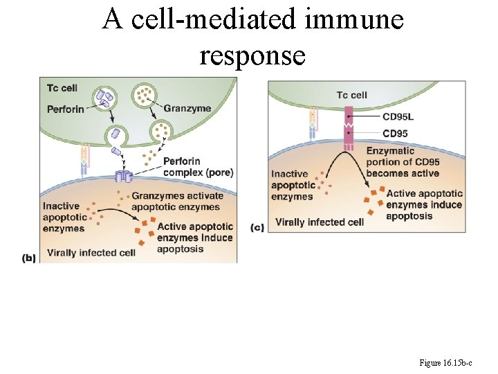 A cell-mediated immune response Figure 16. 15 b-c 